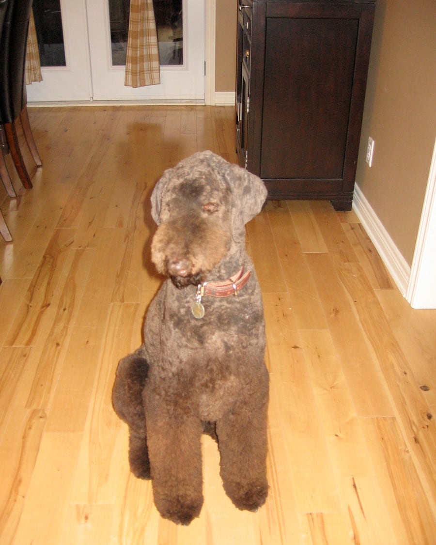 Caniche royal chocolat, silhouette élégante