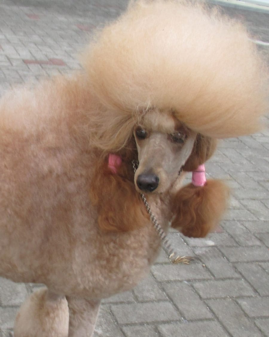 Détail du toilettage soigné d'un caniche royal