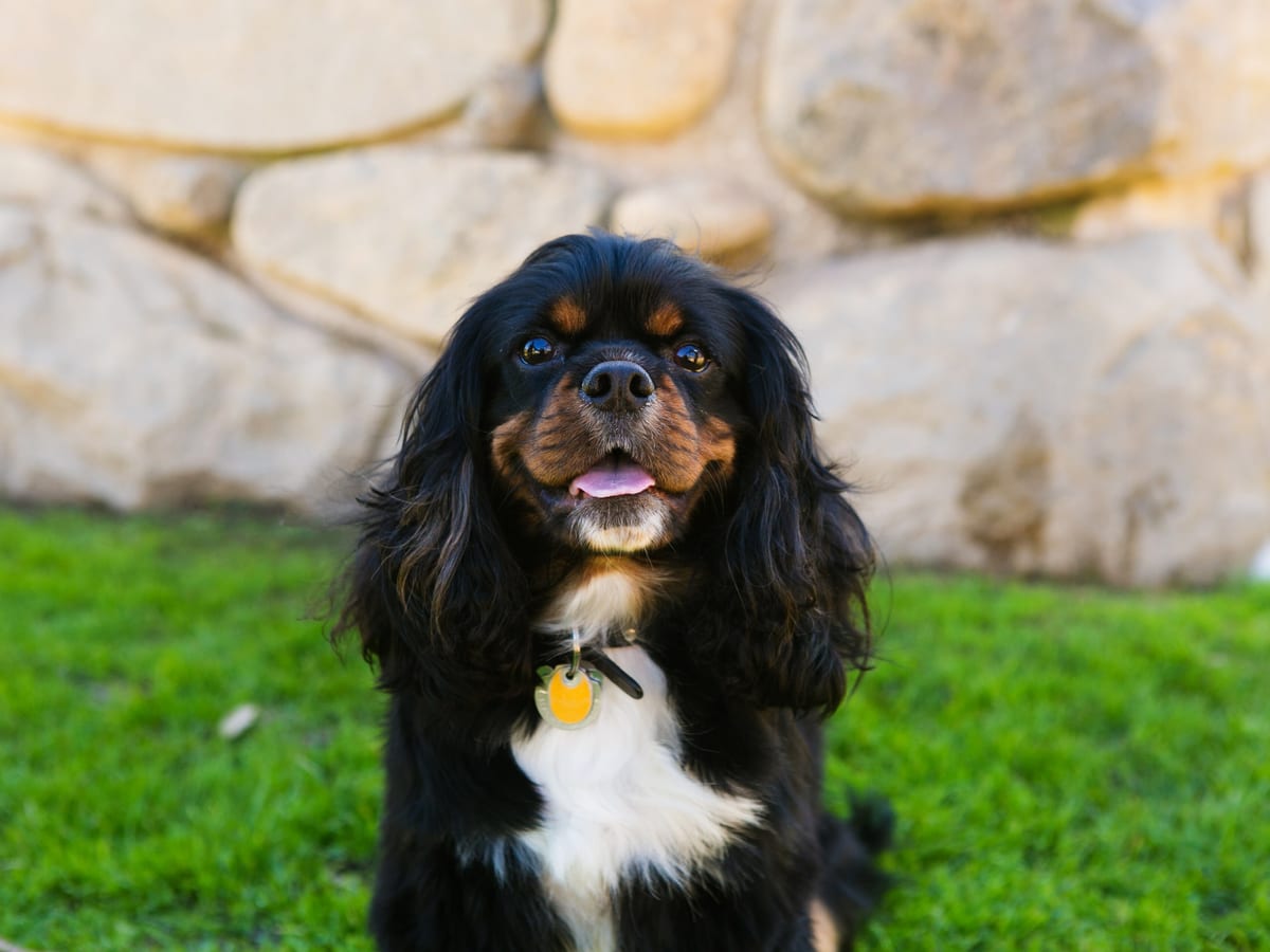 Cavalier King Charles tricolore dans un jardin