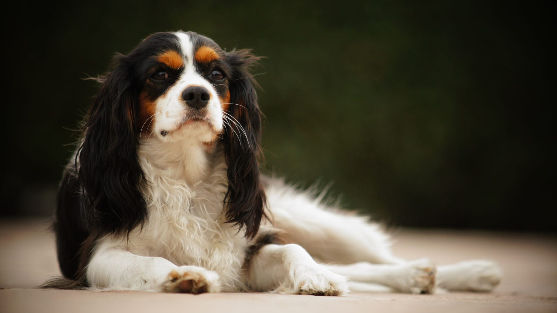 Cavalier King Charles tricolore au repos, portrait élégant